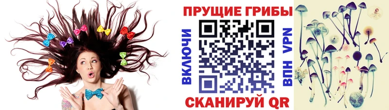 Псилоцибиновые грибы Cubensis  купить закладку  Севск 